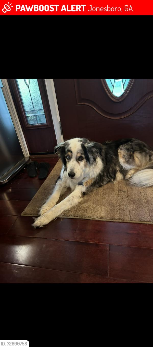 Lost Female Dog last seen Lake Spivey Golf Course, Jonesboro, GA 30236
