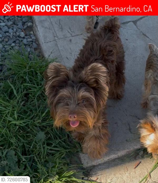 Lost Male Dog last seen Caroline st, San Bernardino, CA 92408
