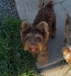 Lost Male Dog last seen Caroline st, San Bernardino, CA 92408