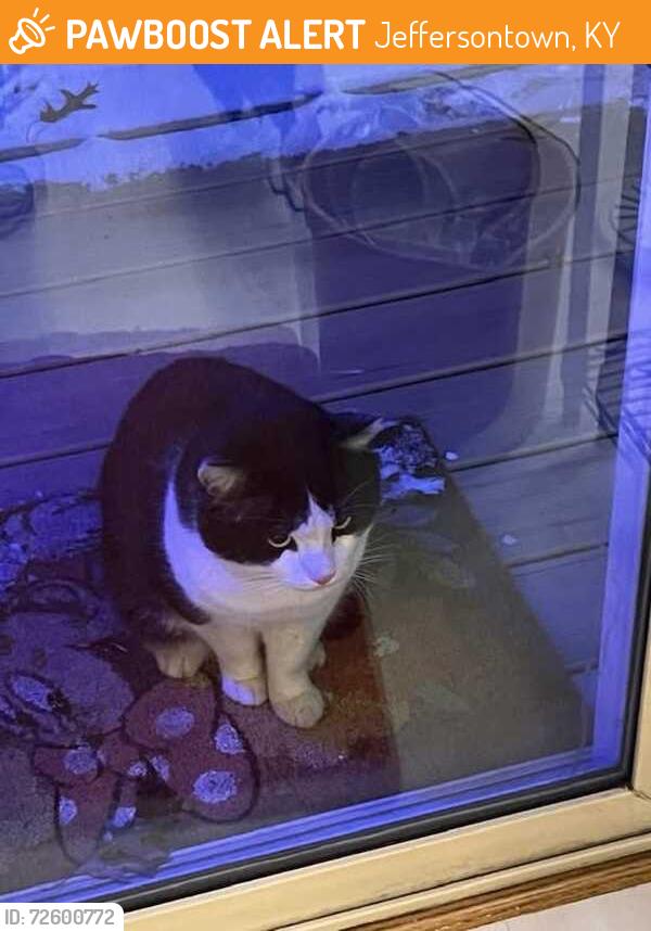 Found/Stray Male Cat last seen lafollette drive jeffersontown, Jeffersontown, KY 40299