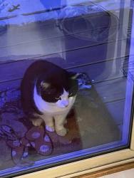Found/Stray Male Cat last seen lafollette drive jeffersontown, Jeffersontown, KY 40299
