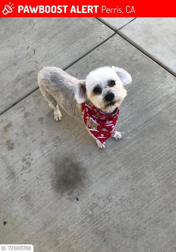 Lost Male Dog last seen Raintree Cir/ Whispering Wood Ln, Perris, CA 92571