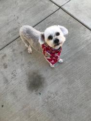 Lost Male Dog last seen Raintree Cir/ Whispering Wood Ln, Perris, CA 92571