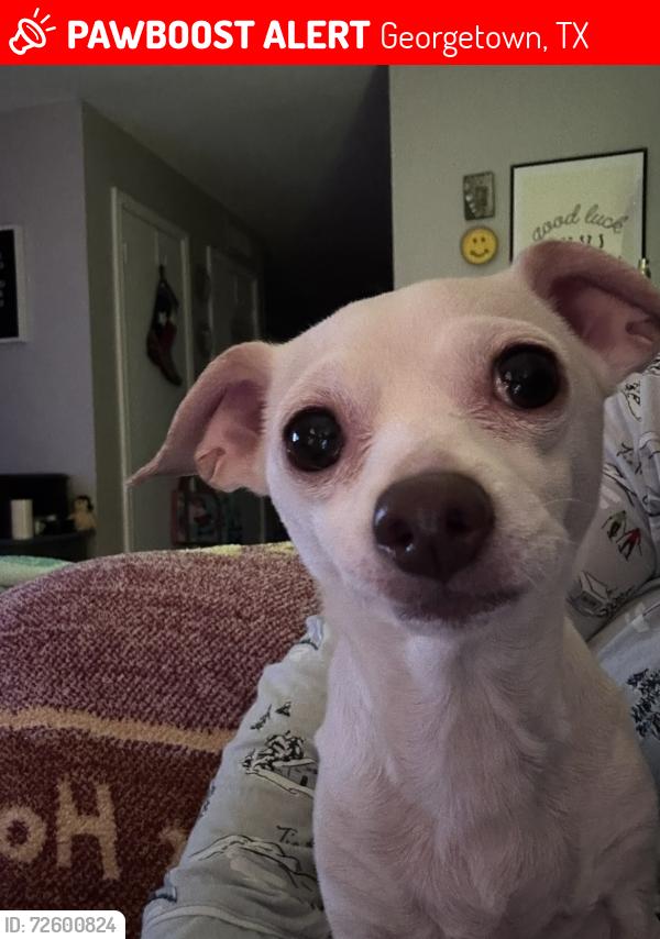 Lost Female Dog last seen Near the office of the apmt complex , Georgetown, TX 78626