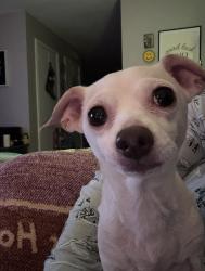 Lost Female Dog last seen Near the office of the apmt complex , Georgetown, TX 78626