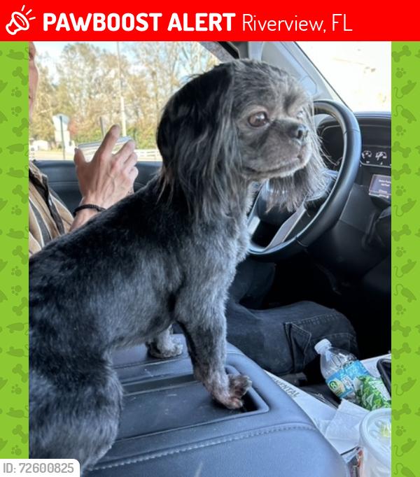 Lost Male Dog last seen Hannaway Dr and Riverview Dr, Riverview, FL 33578