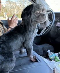 Lost Male Dog last seen Hannaway Dr and Riverview Dr, Riverview, FL 33578