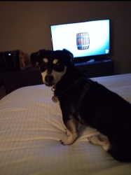 Lost Male Dog last seen ALMADEN EXPRESSWAY , San Jose, CA 95110
