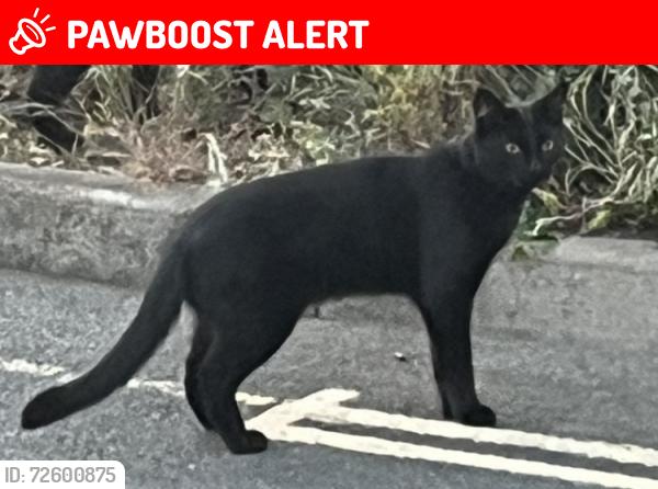 Lost Male Cat last seen Varsity Drive, Twickenham, Greater London, England TW1