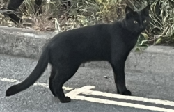 Lost Male Cat last seen Varsity Drive, Twickenham, Greater London, England TW1
