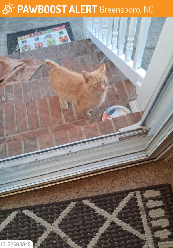 Found/Stray Female Cat last seen Across from Southeast Baptist Church, Greensboro, NC 27406