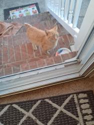 Found/Stray Female Cat last seen Across from Southeast Baptist Church, Greensboro, NC 27406