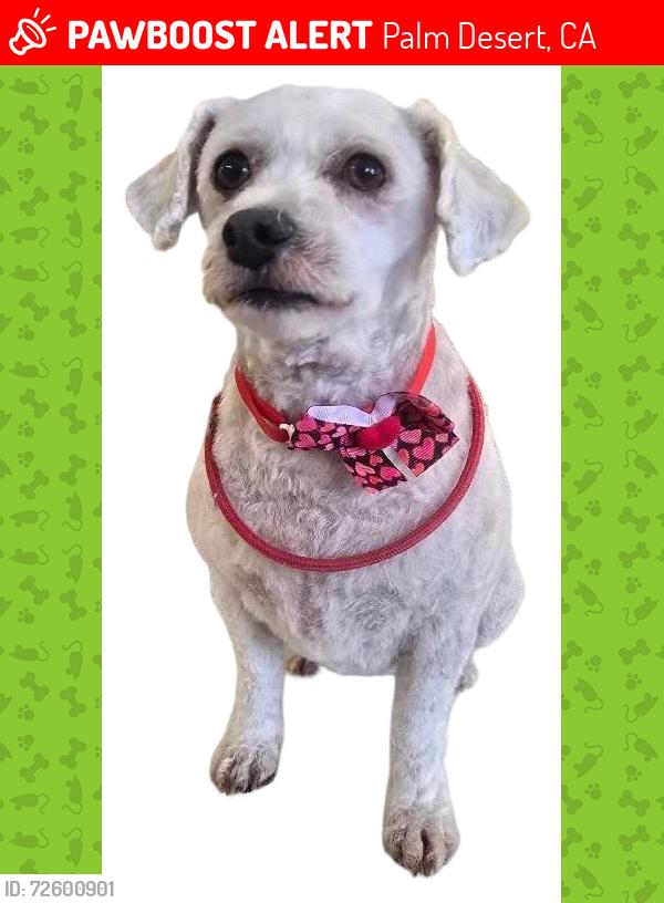 Lost Female Dog last seen Washington and Varnet, Palm Desert, CA 92260