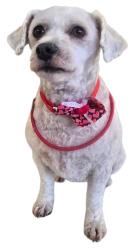 Lost Female Dog last seen Washington and Varnet, Palm Desert, CA 92260