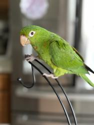 Lost Unknown Bird last seen Star Rush Blvd and Viera Blvd, Melbourne, FL 32940