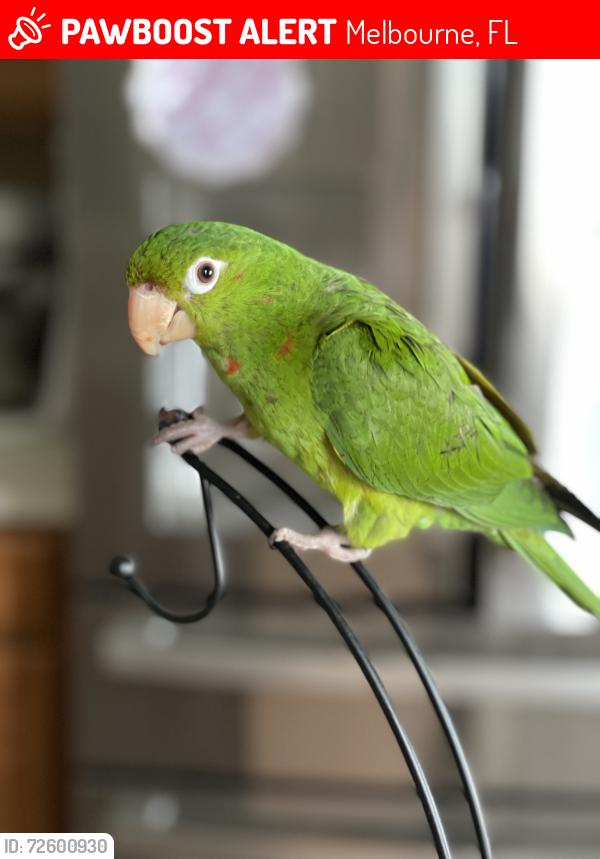 Lost Unknown Bird last seen Star Rush Blvd and Viera Blvd, Melbourne, FL 32940
