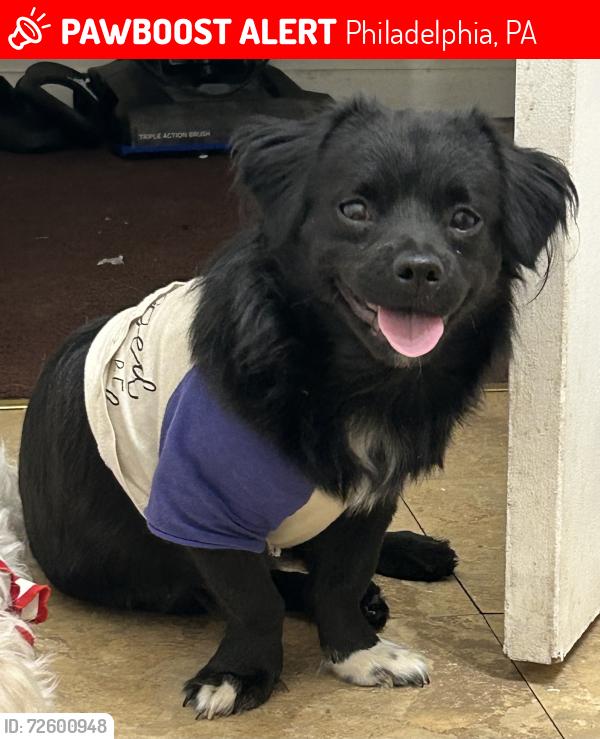 Lost Male Dog last seen Ruth & Cambria, Philadelphia, PA 19134