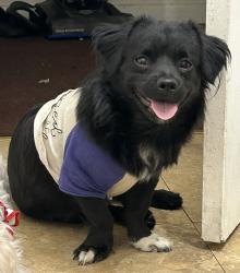 Lost Male Dog last seen Ruth & Cambria, Philadelphia, PA 19134