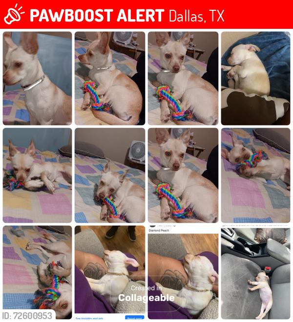Lost Female Dog last seen kiset train station dallas ts, Dallas, TX 75203