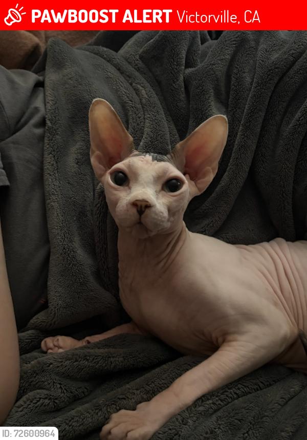 Lost Male Cat last seen Mojove  and 395, Victorville, CA 92394