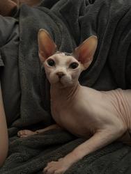 Lost Male Cat last seen Mojove  and 395, Victorville, CA 92394