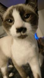 Lost Male Cat last seen Fredericksburg Rd & Bluemel , San Antonio, TX 78240