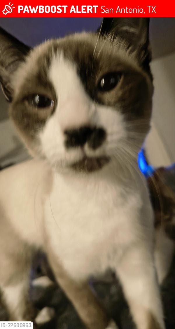 Lost Male Cat last seen Fredericksburg Rd & Bluemel , San Antonio, TX 78240
