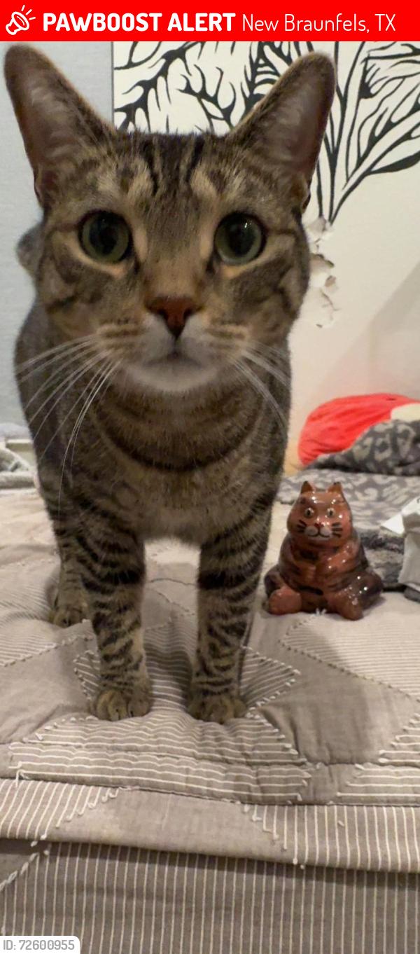 Lost Male Cat last seen Keller ridge and copper valley, New Braunfels, TX 78132