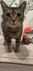 Lost Male Cat last seen Keller ridge and copper valley, New Braunfels, TX 78132