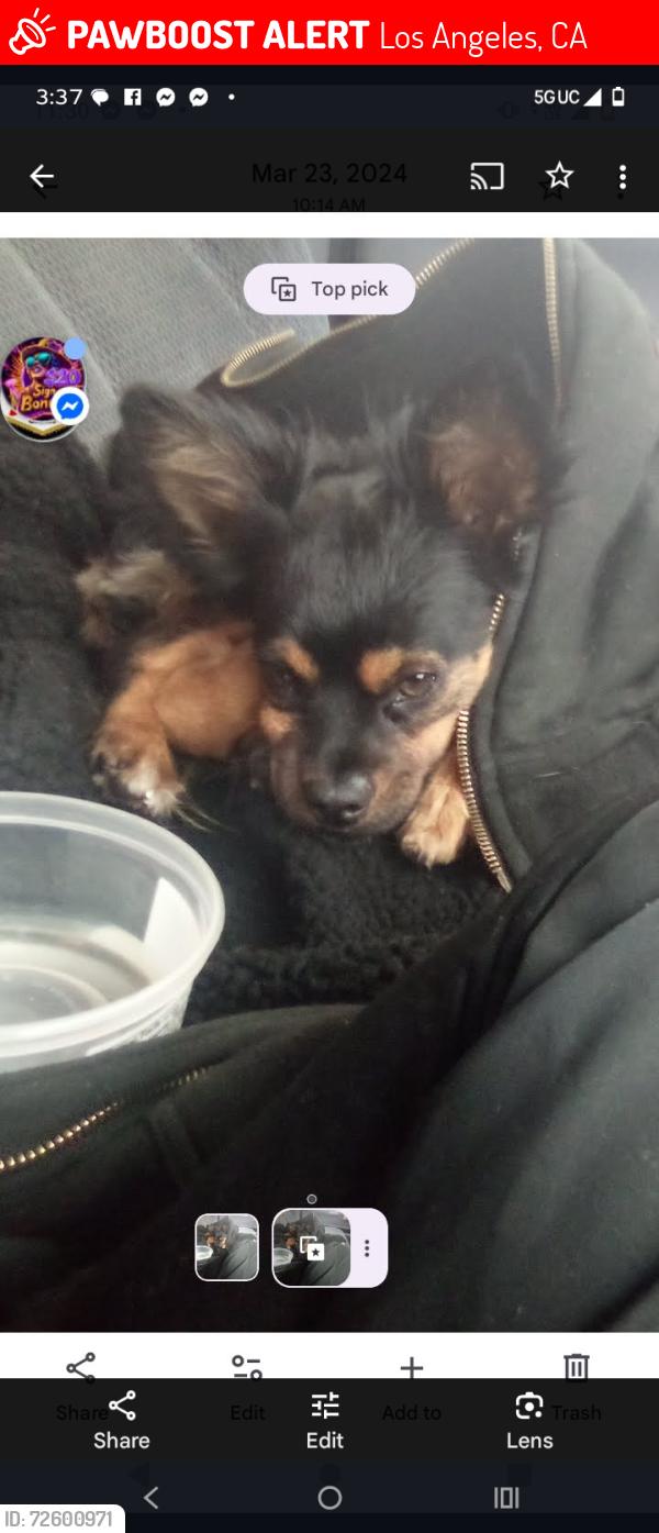 Lost Male Dog last seen Near and Figaroura , Los Angeles, CA 90037