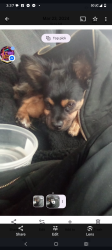 Lost Male Dog last seen Near and Figaroura , Los Angeles, CA 90037