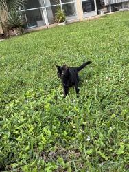 Lost Female Cat last seen Coral, Sandalfoot Cove, FL 33428