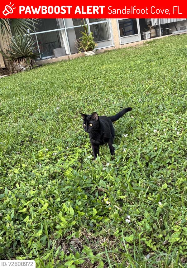 Lost Female Cat last seen Coral, Sandalfoot Cove, FL 33428