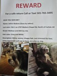 Lost Male Dog last seen 10 miles North of Carlisle on Walters Chaoel Rd, Carlisle, AR 72024