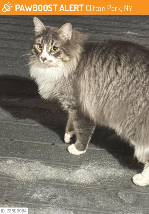 Found/Stray Unknown Cat last seen Crescent Td Clifton Park Ny, Clifton Park, NY 12065