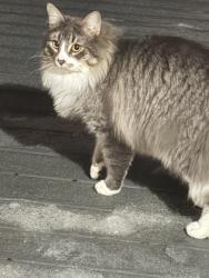 Found/Stray Unknown Cat last seen Crescent Td Clifton Park Ny, Clifton Park, NY 12065
