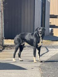 Found/Stray Unknown Dog last seen On Pelham Road between Highway 14 and Old Stage Rd in Simpsonville, Simpsonville, SC 29681