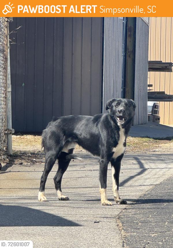 Found/Stray Unknown Dog last seen On Pelham Road between Highway 14 and Old Stage Rd in Simpsonville, Simpsonville, SC 29681