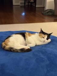 Lost Female Cat last seen Dogwood Dr and Holden Rd, Greensboro, NC 27403
