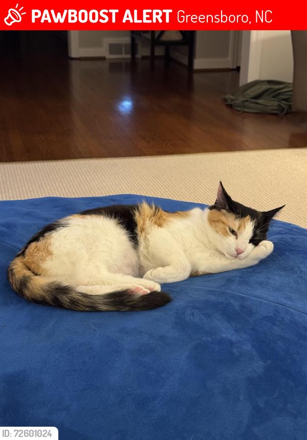 Lost Female Cat last seen Dogwood Dr and Holden Rd, Greensboro, NC 27403