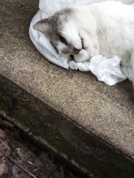 Found/Stray Male Cat last seen Near the 9th Street Recycling Plant, Lafayette, IN 47904