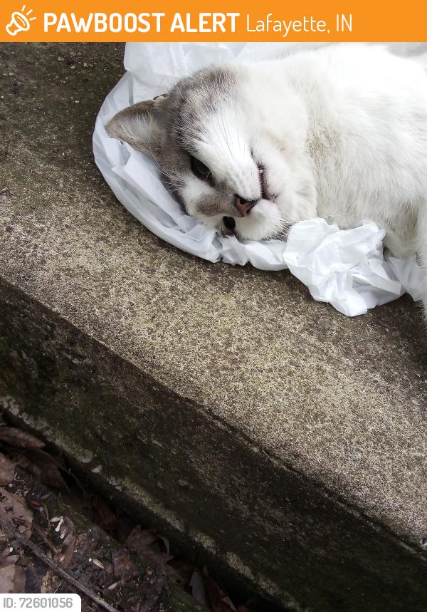 Found/Stray Male Cat last seen Near the 9th Street Recycling Plant, Lafayette, IN 47904