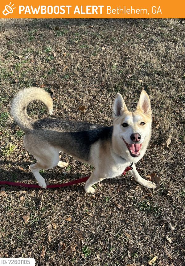 Found/Stray Female Dog last seen Near Saddle Ridge Dr, Bethlehem, GA 30620
