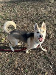 Found/Stray Female Dog last seen Near Saddle Ridge Dr, Bethlehem, GA 30620