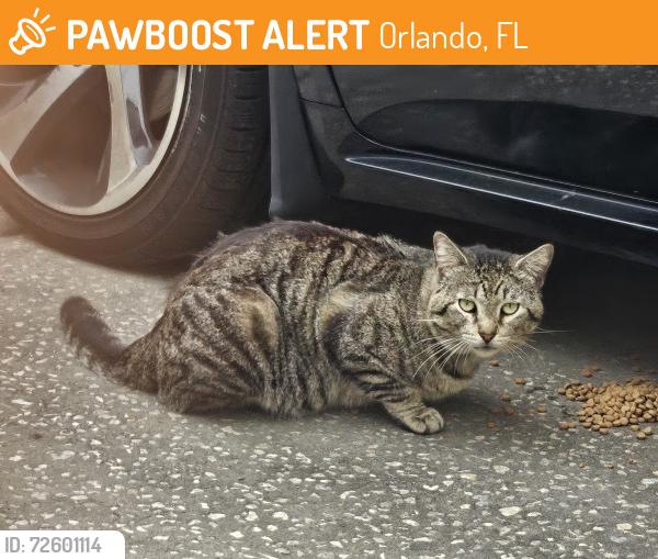 Found/Stray Male Cat last seen Dahlia Drive , Orlando, FL 32807