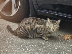 Found/Stray Male Cat last seen Dahlia Drive , Orlando, FL 32807