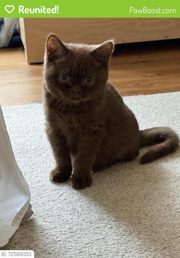 Wa Rav Cat Reunited Male Cat in Seattle, WA 98144 (ID: 72599333) | PawBoost
