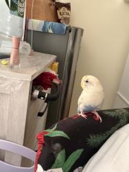 Lost Male Bird last seen 85Th Rood, Queens, NY 11421