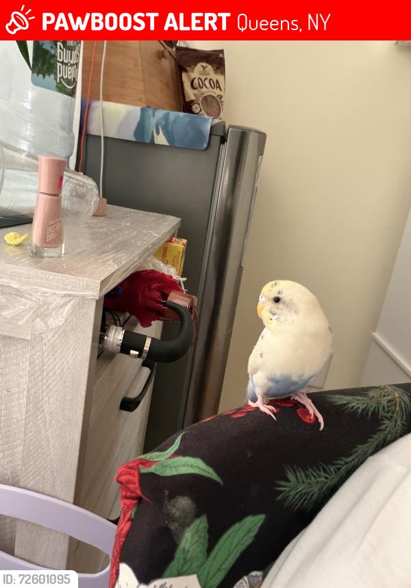 Lost Male Bird last seen 85Th Rood, Queens, NY 11421