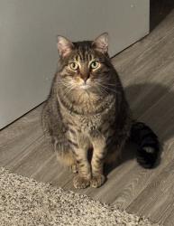 Lost Male Cat last seen Elevate apmts near Georgetown High, Georgetown, TX 78626